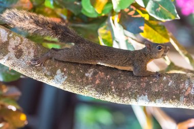 Kahverengi sincap bir dalı Kosta Rika üzerinde tırmanma