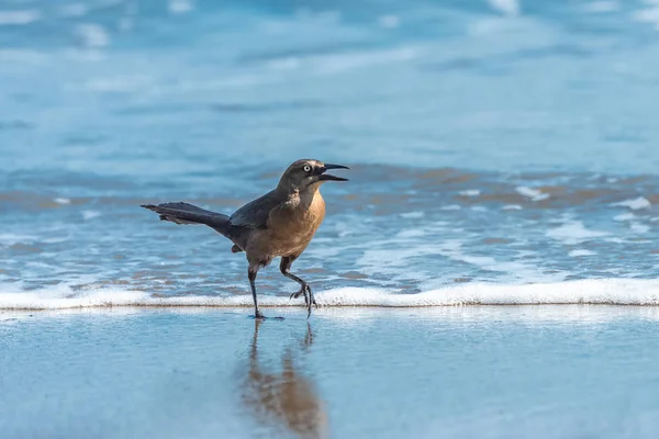 オナガクロムクドリモドキ パタゴニアのメキシコ コスタリカ 岸釣りで鳥 — ストック写真