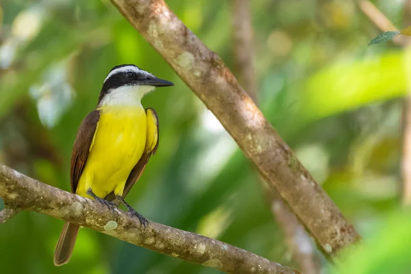 Great kiskadee, yellow exotic bird in Costa Rica