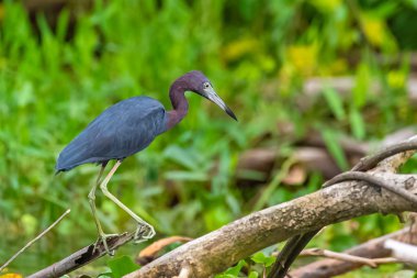Küçük mavi balıkçıl, Egretta caerulea, Kosta Rika bir şube tünemiş kuş