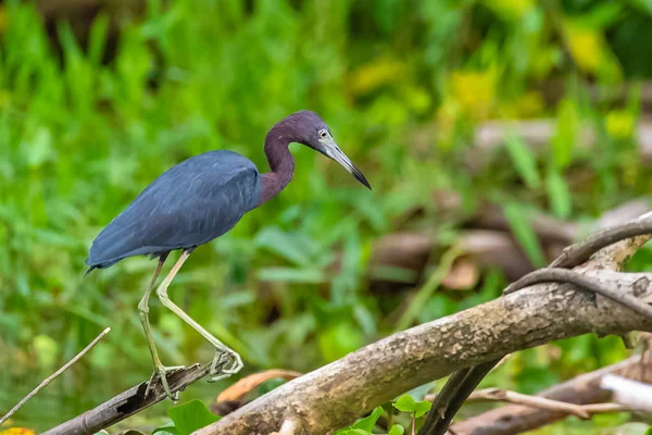 Volavka Modrošedá Egretta Modrý Ptáka Sedícího Větvi Kostarice — Stock fotografie
