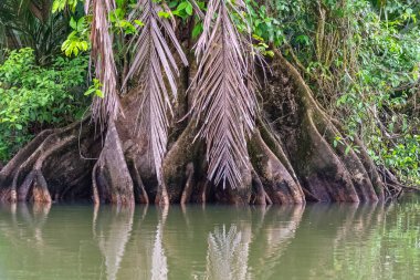 Mangrove tree in Costa Rica, beautiful roots in the water, a river in the Osa peninsula clipart