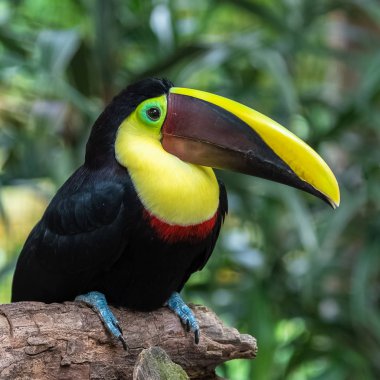 kestane mandibled Tukan, Ramphastos ambiguus swainsonii, renkli kuş Kosta Rika bir şube tünemiş