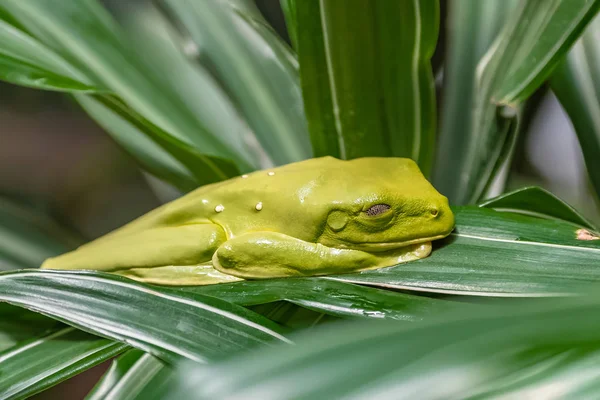 葉カエル メキシコ Spurrelli コスタリカでの葉の上に眠っている緑色のカエルを飛ぶ — ストック写真