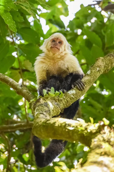 在哥斯达黎加的丛林里 一只卷尾 在树上的猴子 — 图库照片