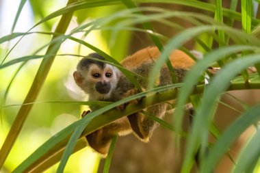 Capuchin, bebek maymun bir ağacın ormanda, Kosta Rika