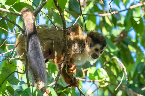 Capuchino Mono Árbol Selva Madre Bebé Espalda Costa Rica — Foto de Stock