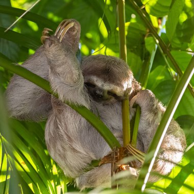 Sloth, Brown gerdanlı Bradypus Variegatus, Kosta Rika bir ağacın üstünde uyumak tembellik