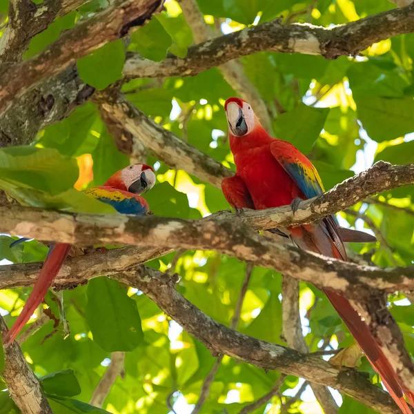 Scarlet Macaw Ara Macao Smukke Papegøjer Oppe Træ Costa Rica - Stock-foto