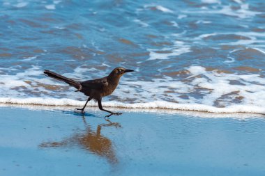 Kosta Rika, kıyıda balıkçılık büyük kuyruklu grackle, Quiscalus Meksikalılar, kuş