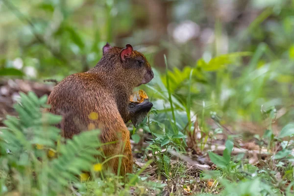 Agouti Animale Che Mangia Frutto Nella Foresta Costa Rica — Foto Stock