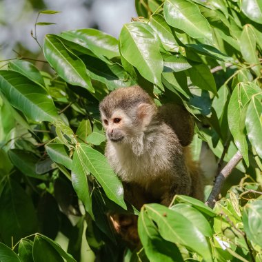     Capuchin, bebek maymun bir ağacın ormanda, Kosta Rika 