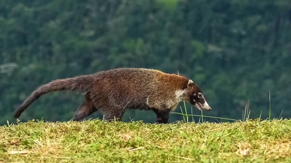 Coati Berhidung Putih Nasua Narica Berdiri Hutan Kosta Rika — Stok Foto