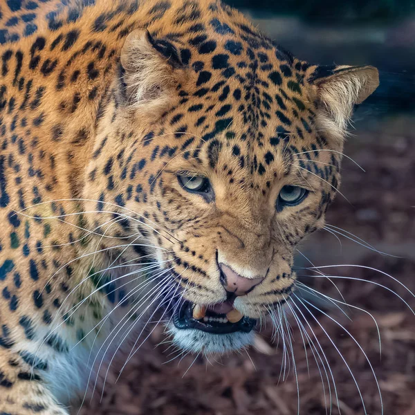 Leopard Piękne Panther Portret — Zdjęcie stockowe