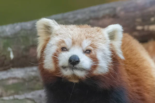 Roter Panda Porträt Eines Niedlichen Tieres — Stockfoto