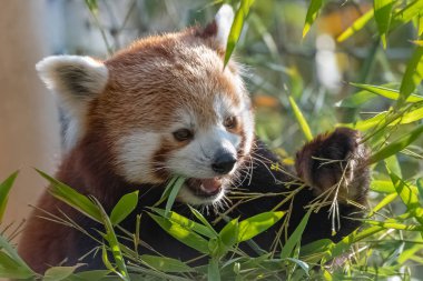 Red panda eating bamboo, portrait of a cute animal  clipart