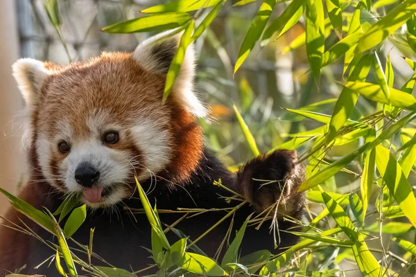 Roter Panda Frisst Bambus Porträt Eines Niedlichen Tieres — Stockfoto