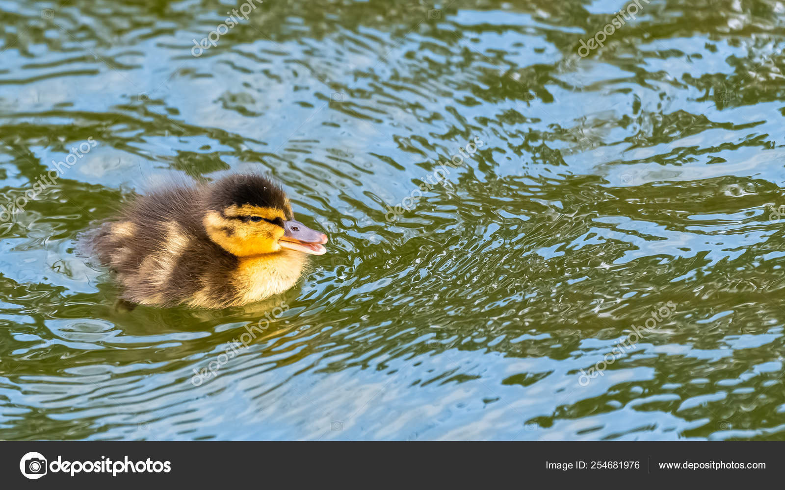 Canard Colvert Canard Bebe Nageant Parlant Image Libre De Droit Par Pascalegueret C