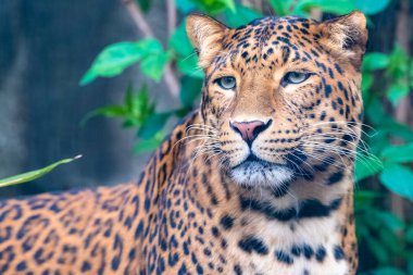 Leopar, güzel Panter, portre