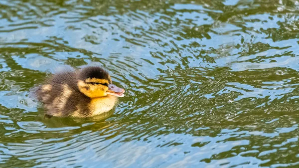 マガモのアヒル アヒルの子 赤ちゃんの水泳といえば — ストック写真