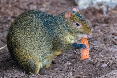 Agouti eating a carrot, funny  animal clipart