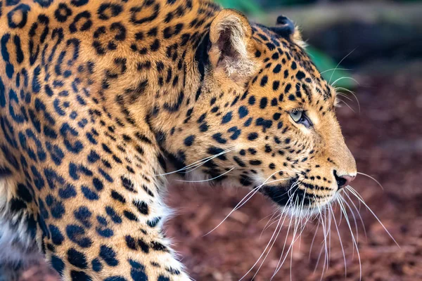 Leopard Panteră Frumoasă Portret Profil — Fotografie, imagine de stoc