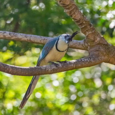      Kosta Rika bir dal Beyaz boğazlı Saksağan-jay, Calocitta formosa, egzotik kuş tünemiş 