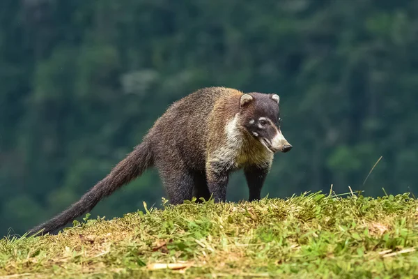 Λευκό Nosed Coati Nasua Narica Στέκεται Στο Δάσος Στην Κόστα — Φωτογραφία Αρχείου