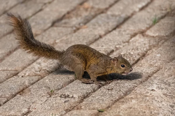 Eichhörnchen Läuft Auf Dem Bürgersteig Einem Garten Costa Rica — Stockfoto