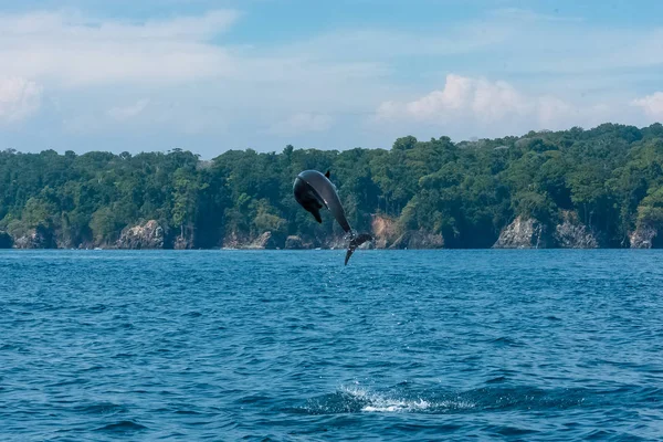 Golfinho Garrafa Comum Tursiops Truncatus Salto Golfinho Alto Costa Rica — Fotografia de Stock