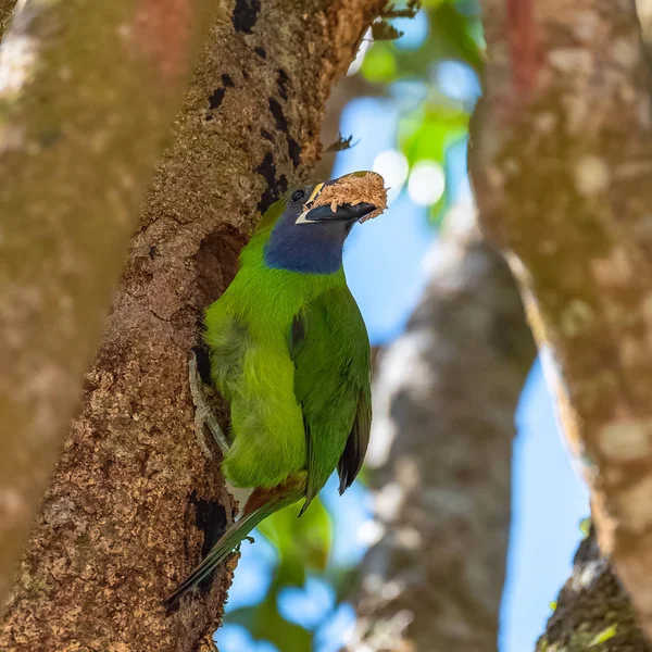 Zümrüt Toucanet Kosta Rika Yuvasını Yapmak Için Ağaçkabuğunu Alan Kuş — Stok fotoğraf