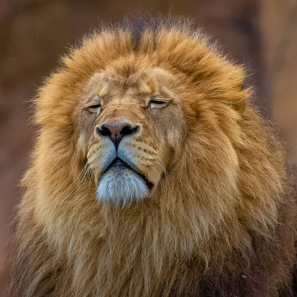 Grote Leeuw Afrika Hoofd Ongekamde Manen — Stockfoto