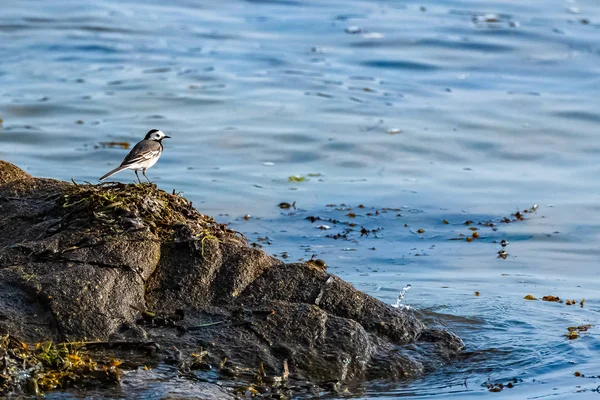 White Wagtail Motacilla Alba Pequeno Pássaro Costa — Fotografia de Stock