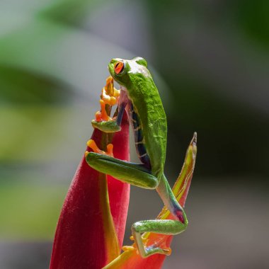 Bir bıkkın ağaç kurbağası, amfibi callidryas, Kosta Rika, bir muhabbet kuşu çiçek tırmanma komik kurbağa