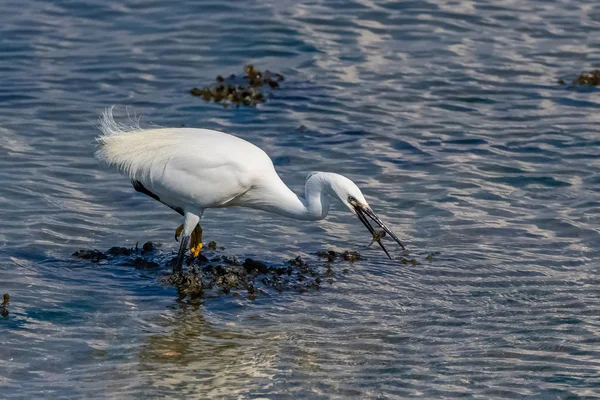 Silberreiher Schöne Vogelfischerei Meer — Stockfoto