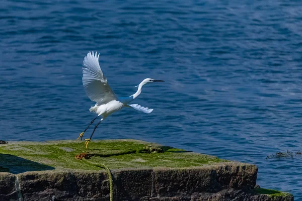 Biały Żal Piękny Ptak Odlatujący Molo Bretanii — Zdjęcie stockowe