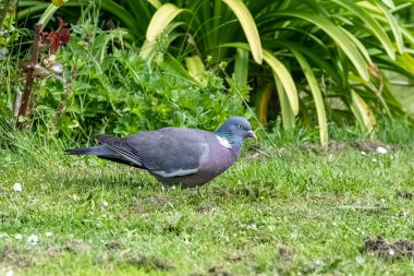 Tahta güvercin, kumru baharda çiçek tarhında ot yiyor.