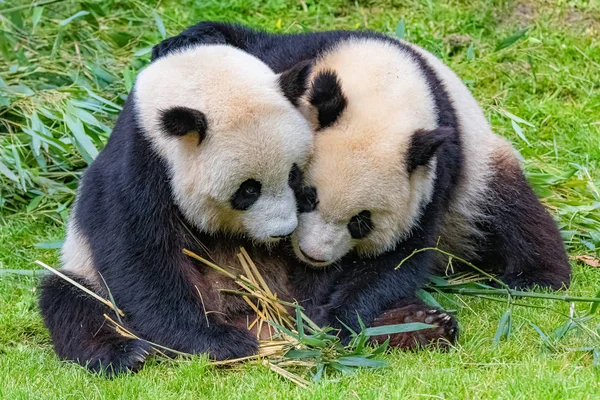 Obří Pandas Matka Objala Její Malou — Stock fotografie