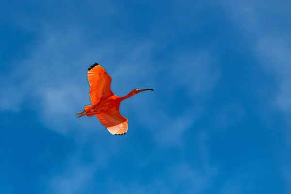 Scarlet Ibis Eudocimus Ruber Uccello Rosso Che Vola — Foto Stock