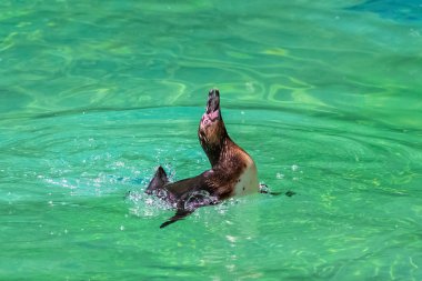 Humboldt Pengueni, Spheniscus humboldti, berrak suda yüzme