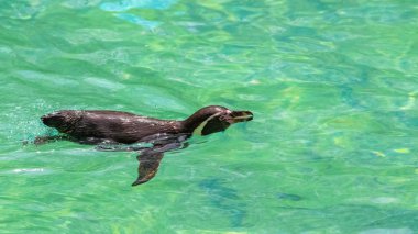 Humboldt Pengueni, Spheniscus humboldti, berrak suda yüzme