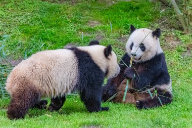 Panda, anne ve genç, birlikte bambu yeme