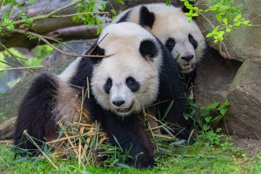 Giant pandas, mother and young playing together clipart