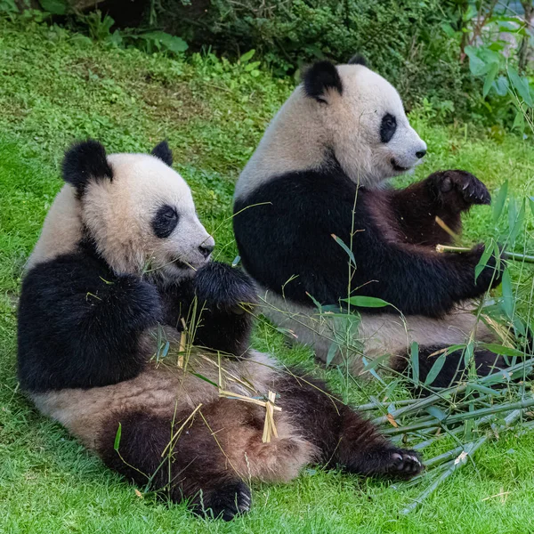 Panda Die Mutter Und Ihre Jungen Essen Zusammen Bambus — Stockfoto