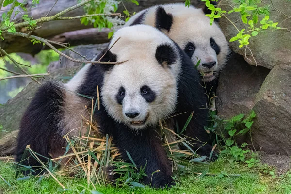 Reuzen Pannet Moeder Jong Spelen Samen — Stockfoto