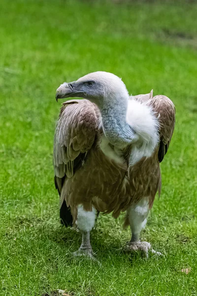 Buitre Leonado Gyps Fulvus Pájaro Pie Campo — Foto de Stock