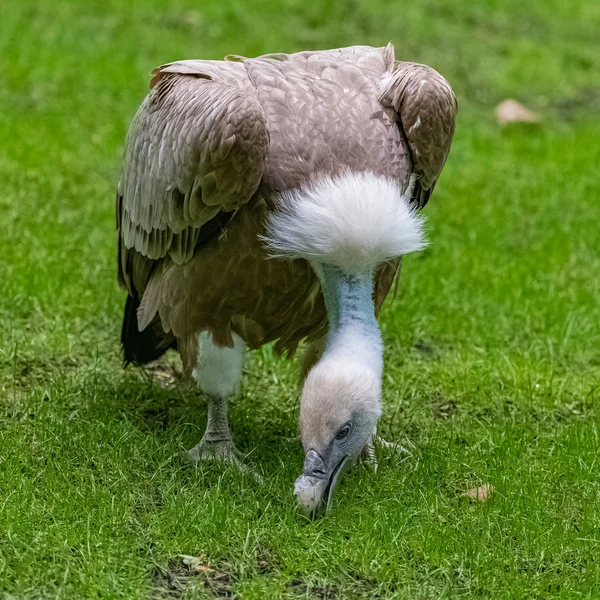 グリフォンハゲワシ ジプシーフルブス 野原に立つ鳥 — ストック写真