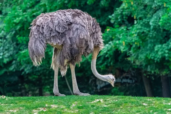 Ostrich Rhea Americana Bird Eating Field — Stock Photo, Image