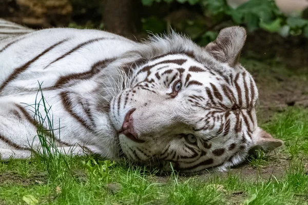 Λευκή Τίγρης Panthera Tigris Tigris Πορτρέτο Μιας Τίγρης Ξαπλωμένης Στο — Φωτογραφία Αρχείου
