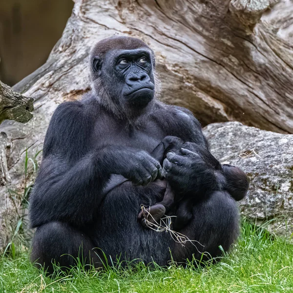 Gorille Bébé Famille Singes Assis Sur Herbe — Photo